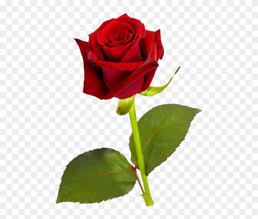 Single Red Rose Transparent Image - Single Rose Flower Hd Clipart