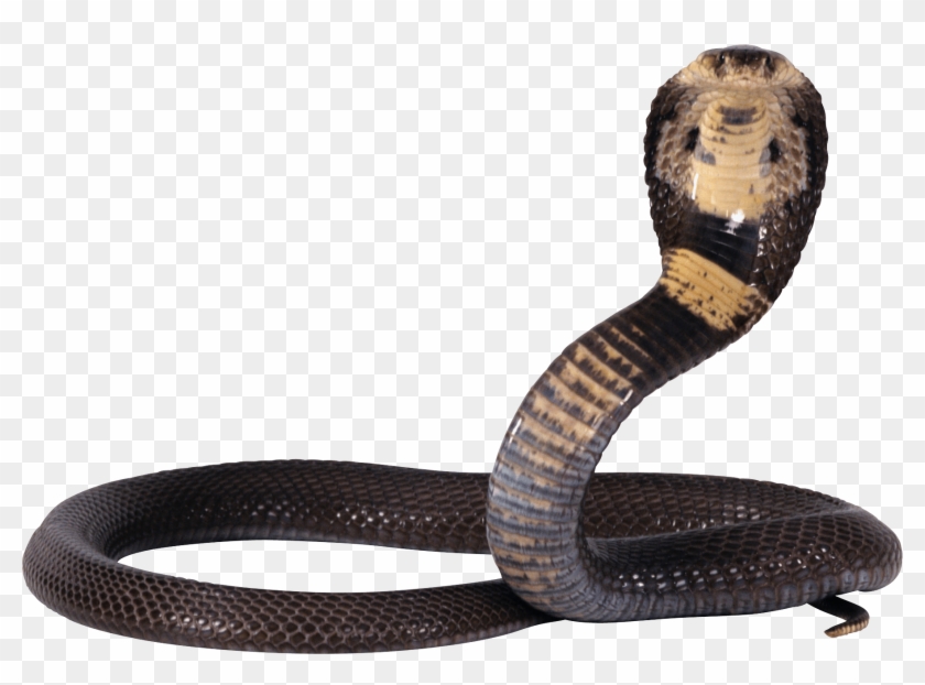 Black And Yellow Snake - Snake Png Clipart