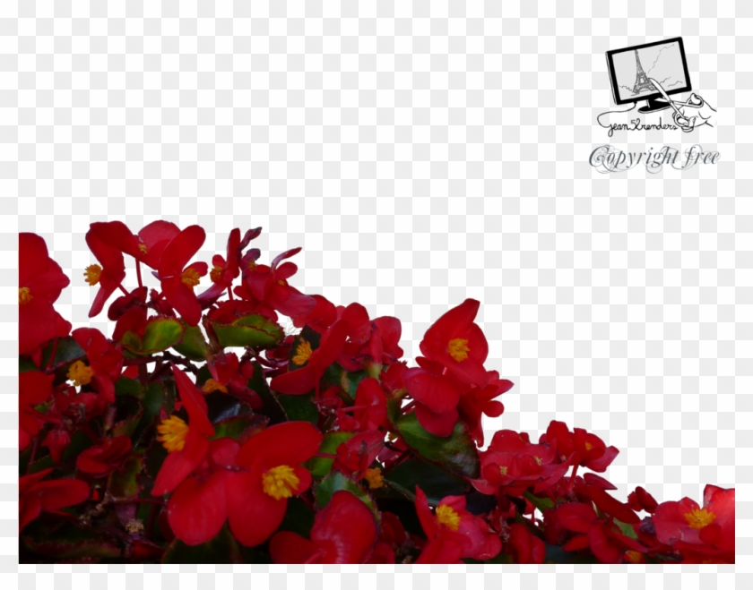Red Flowers Png Free Download - Red Flowers Png Transparent Clipart #117589