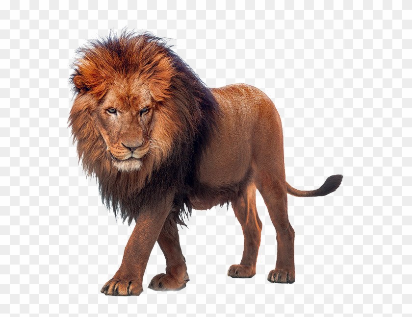 African Lion Transparent Png - Turk King Clipart