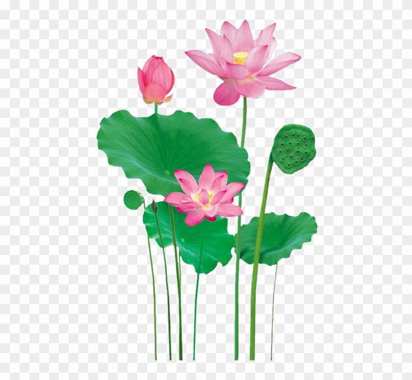 Durga - Sacred Lotus Clipart