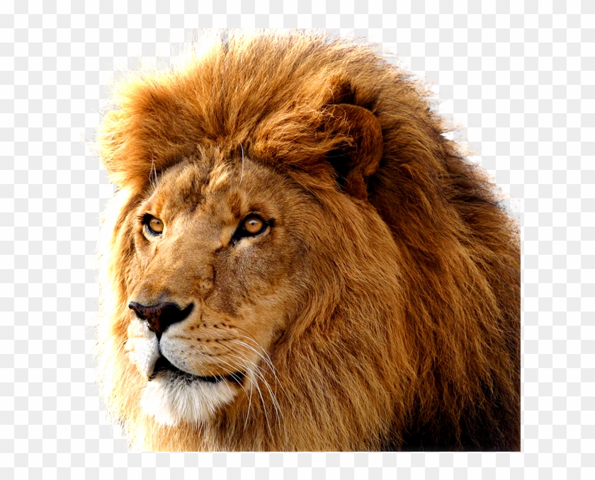 Roaring Lion Png - Lion Png Clipart #117661