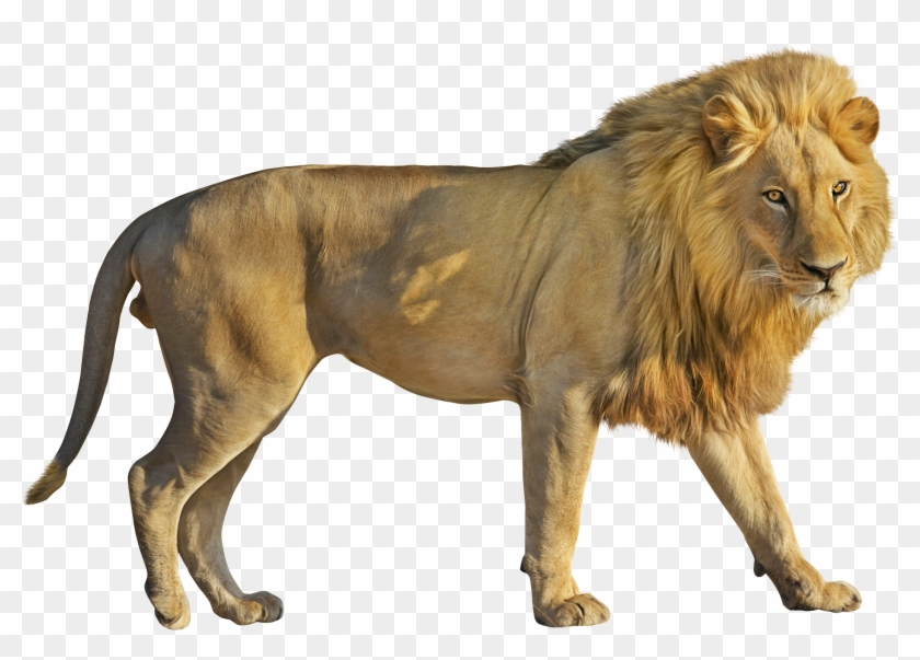 Free Png Download Lion Png Images Background Png Images - Lion Png Clipart