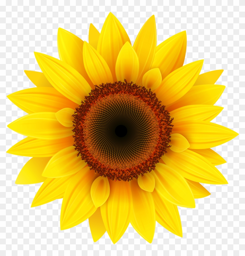 Yellow Sunflower Background Hd