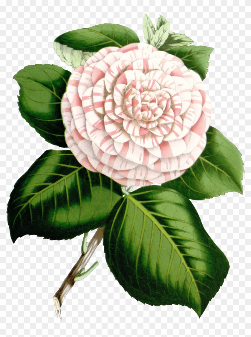 Hd Green Leaf Camellia Flower Png Element - Botanical Illustration Clipart