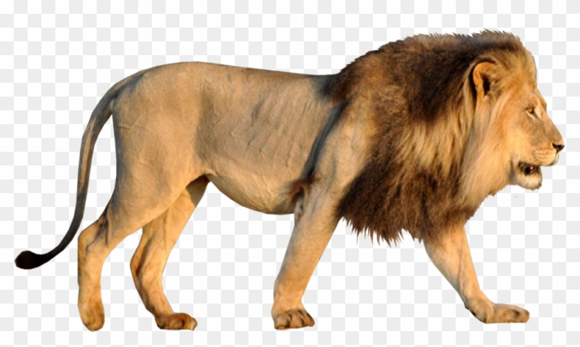 Lion - Psd Lion Hd Png Clipart #117879