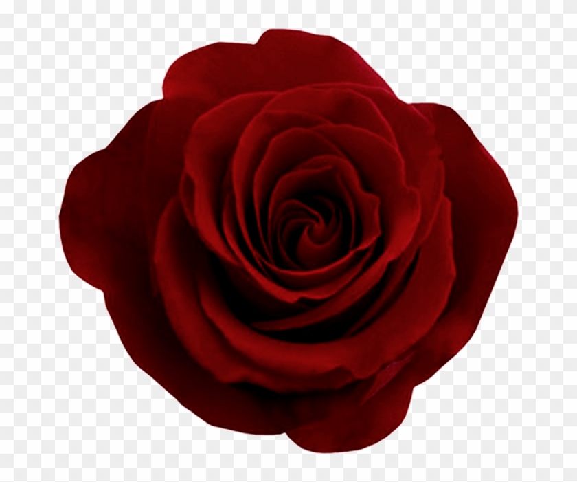 Share This Article - Dark Red Rose Png Clipart #117930