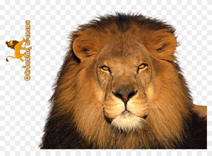 Free Icons Png - Lion Render Clipart #117977