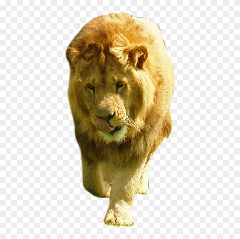 Lion Transparent Images - Large Male Lion Clipart #118807