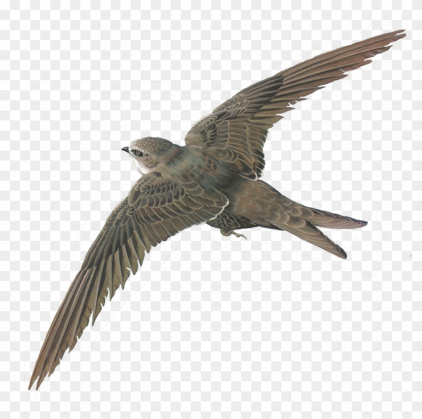 Png Library Stock Free Images Of Birds Illustrations - Flying Bird Painting Png Clipart