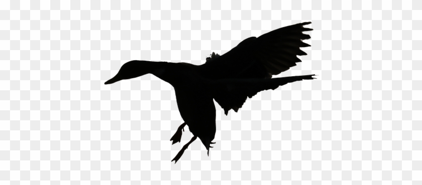 Duck, Skyline, Entensilhoutte, Flight, Flying Duck - Duck Clipart