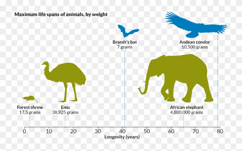 Give - Animals That Live Longer Clipart #118960