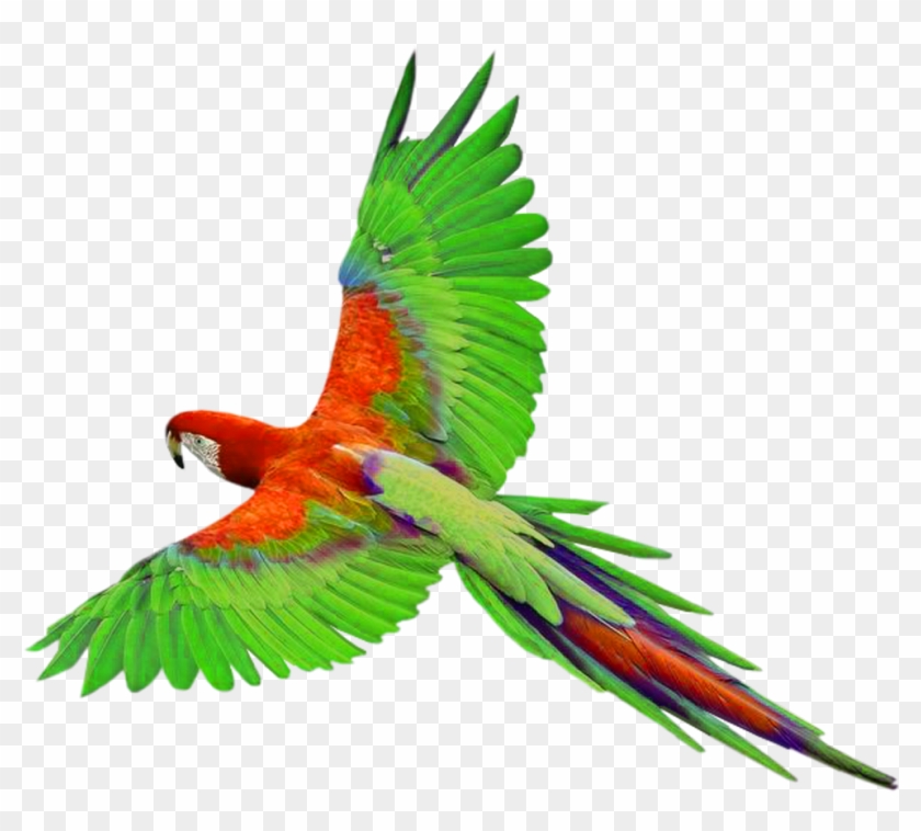 Parrot Png Picture - Parrot Png Clipart #119196