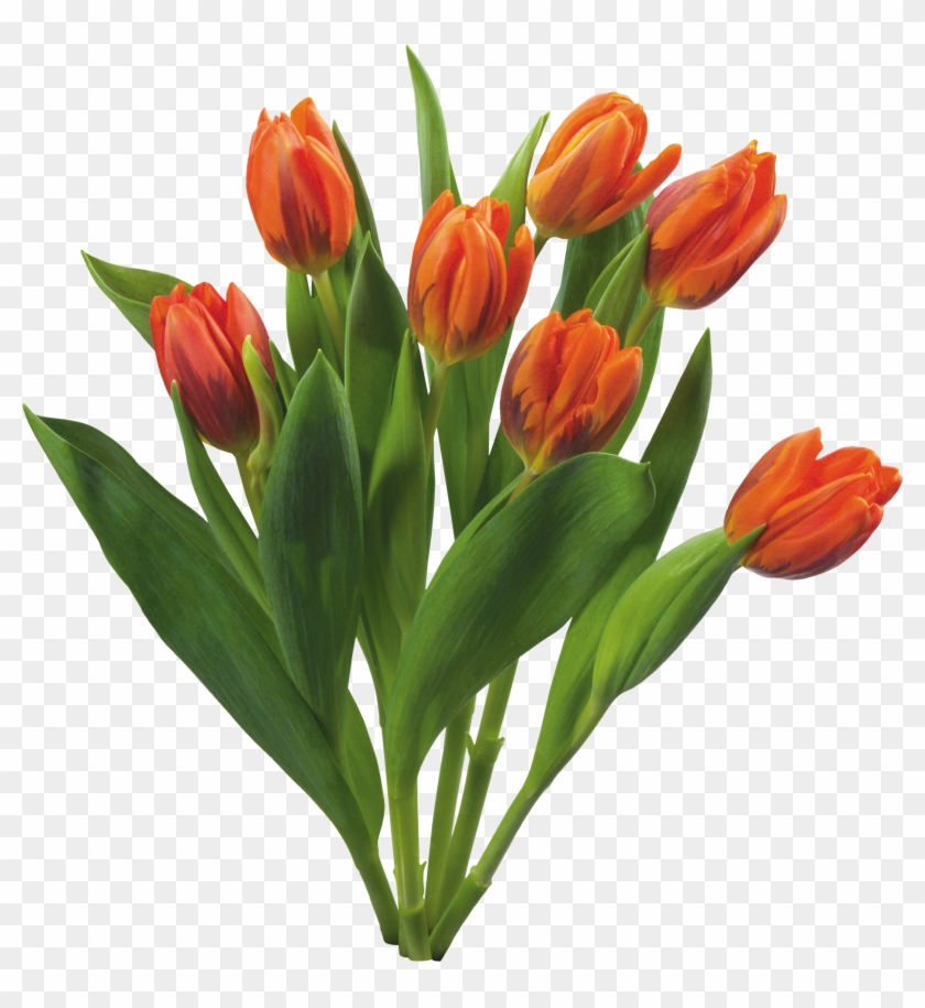 Bouquet Flowers Png - Orange Tulips Transparent Background Clipart #119249