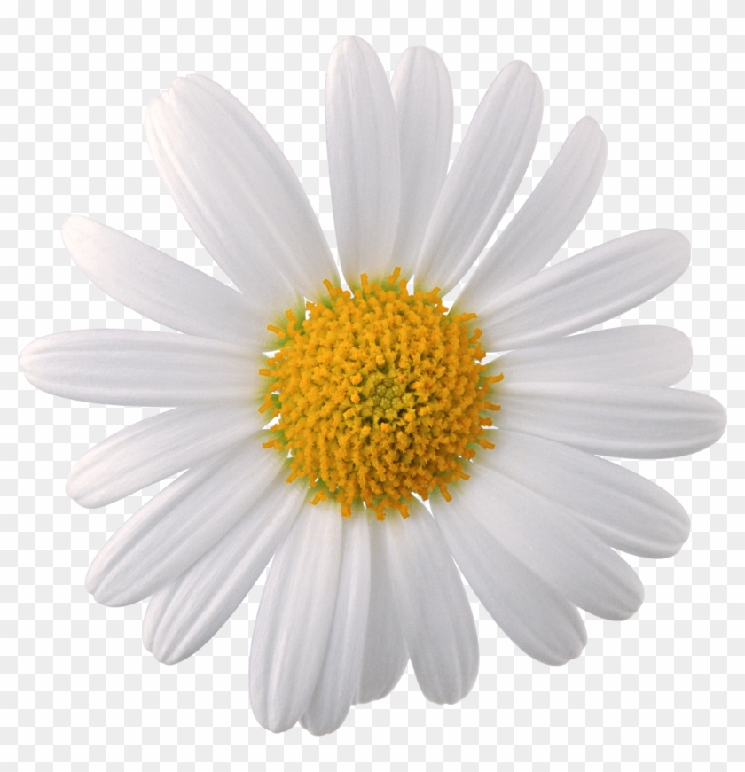 Camomile Png Transparent Image - Camomile Png Clipart #119276