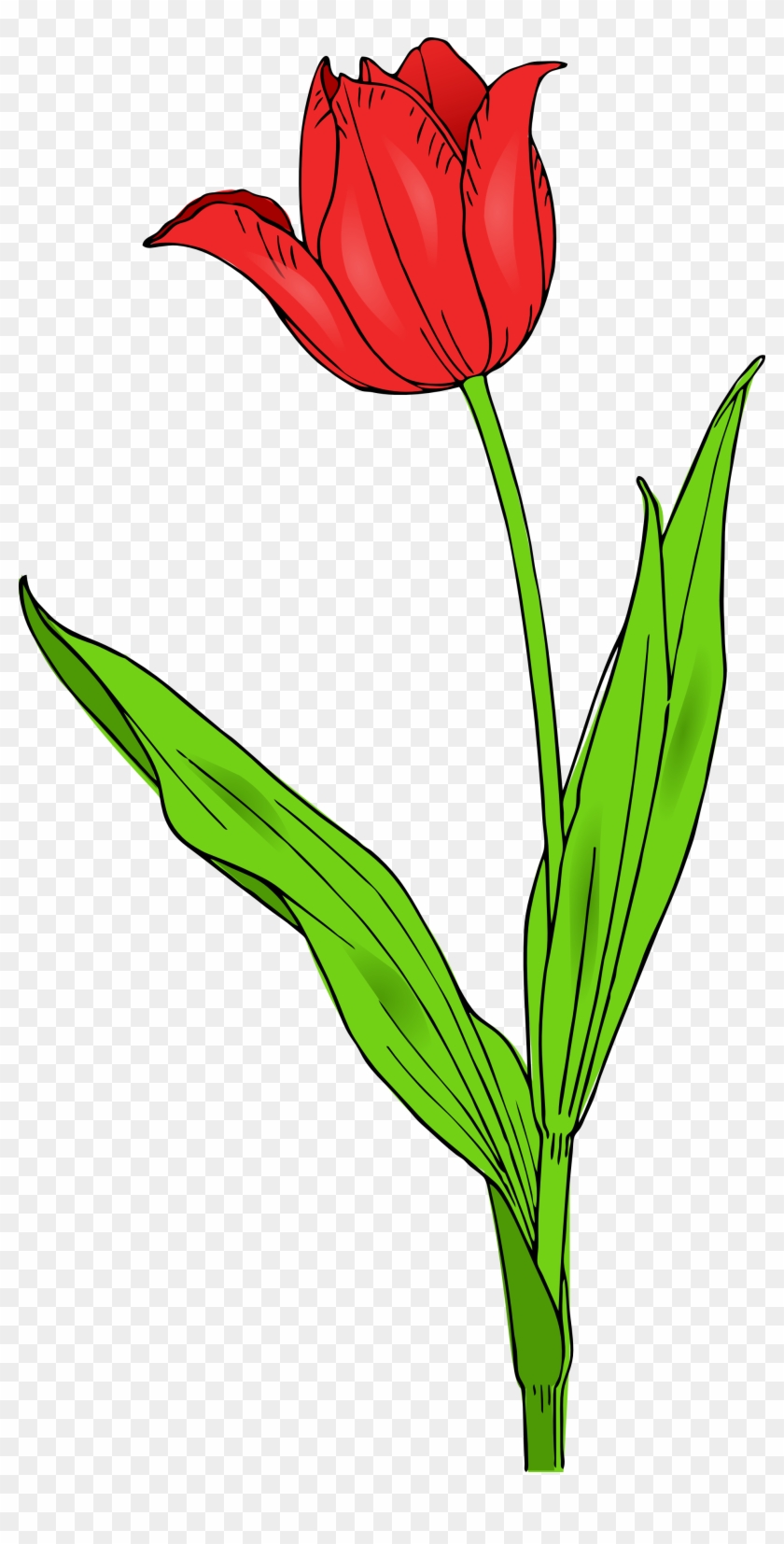 Tulip Clip Art - Png Download
