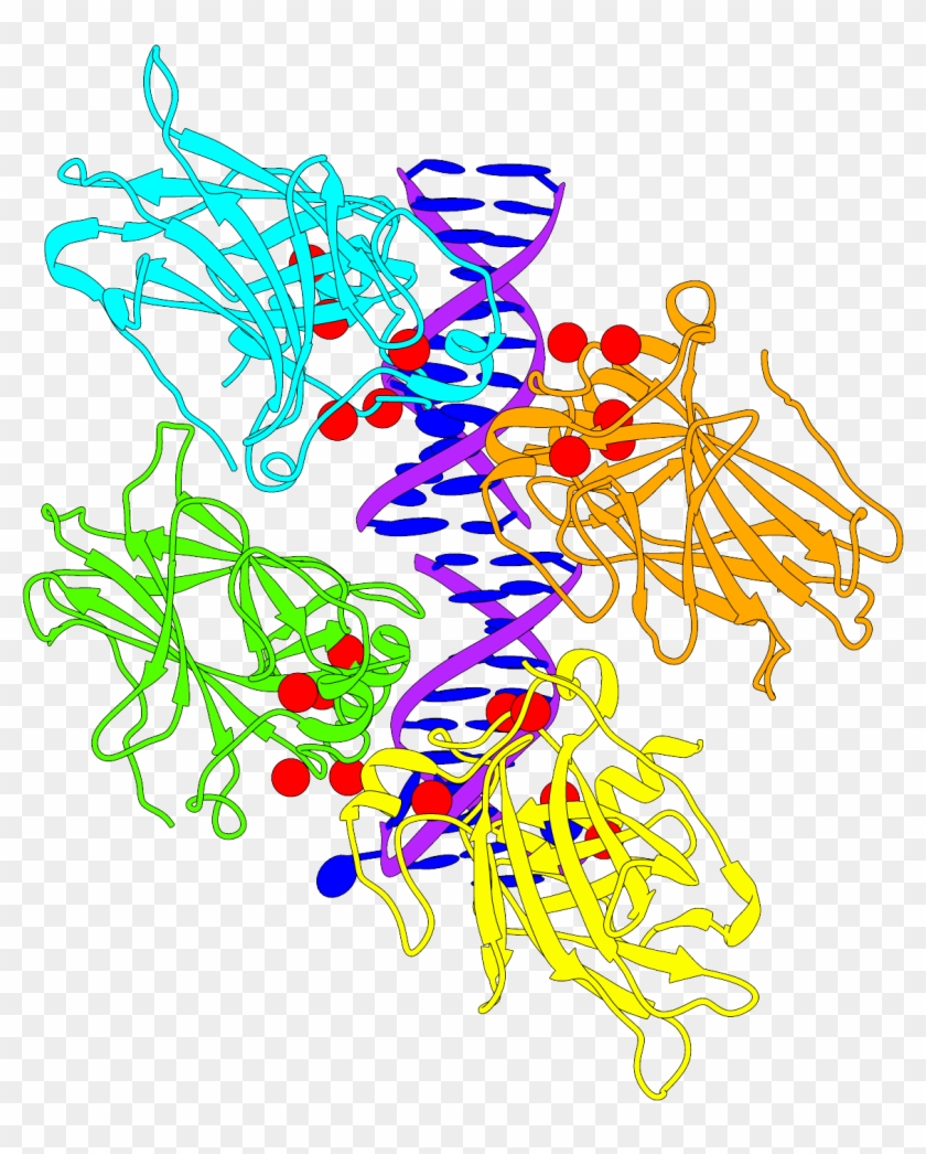 Two Images - Animation Structure Of P53 Clipart #1103719