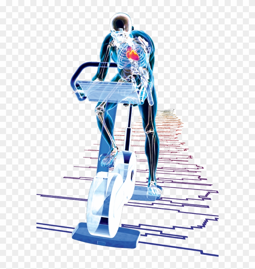 Exercise Physiology - Exercise Physiology Png Clipart