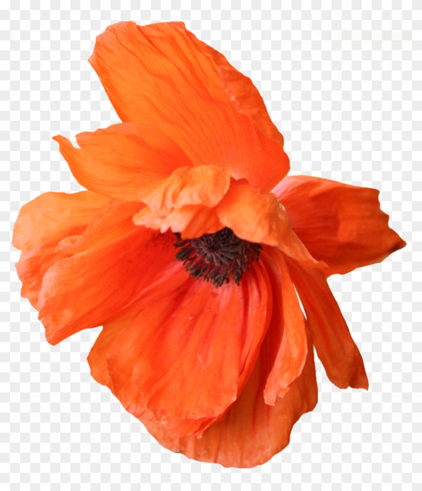 Poppy Png - Portable Network Graphics Clipart #1105742