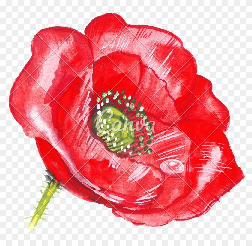 Poppy Flower Drawing Clipart #1105811