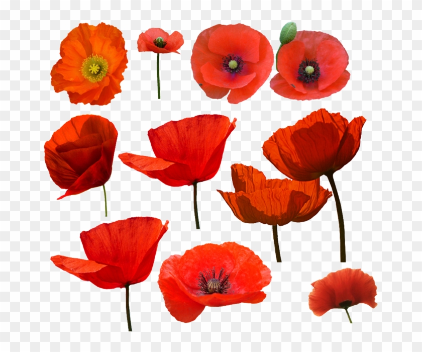 75625809 617eed9fca42 Watercolour Painting, Watercolor - Amapolas Png Clipart #1106061