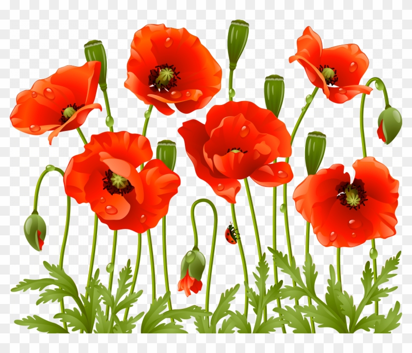 Tubes Fleurs Varies Pngservez Vous Poppy Flowers, Large - Poppy Flowers Png Clipart