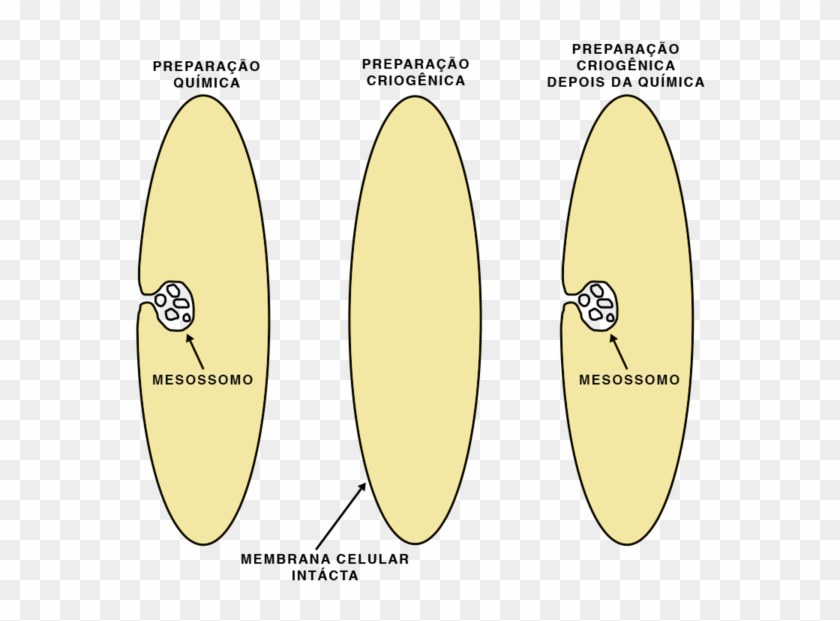 Formacao Mesossomo - Mesossomo Lateral Clipart