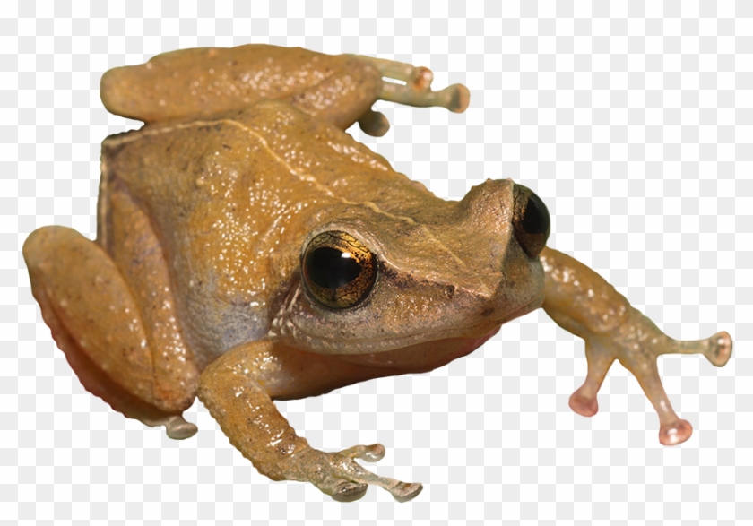Toad Png - Puerto Rico Frog Png Clipart #1106851