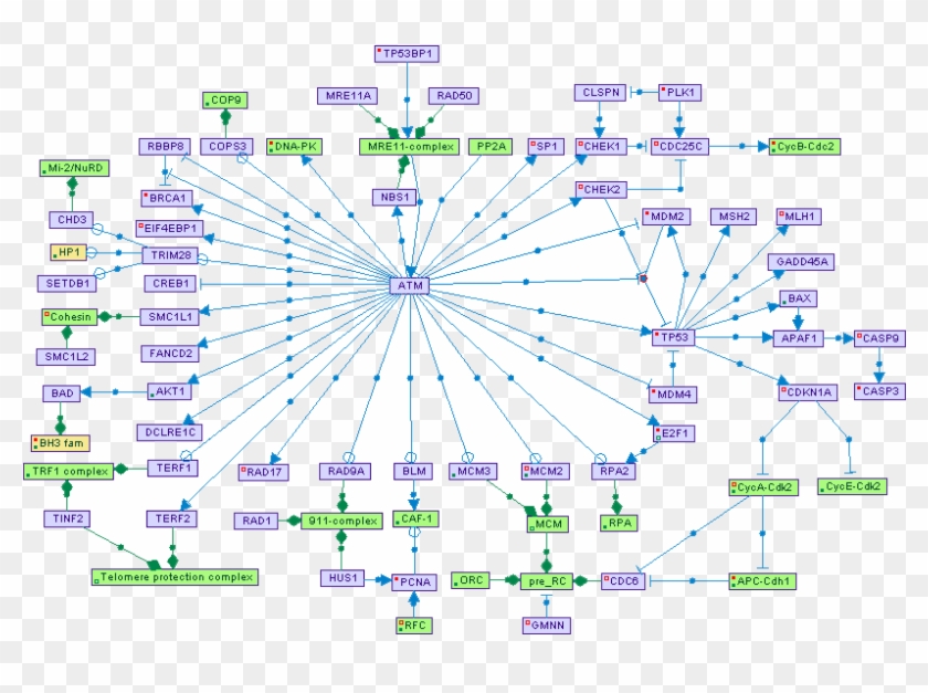 11 - P53 Pathway Atm Clipart