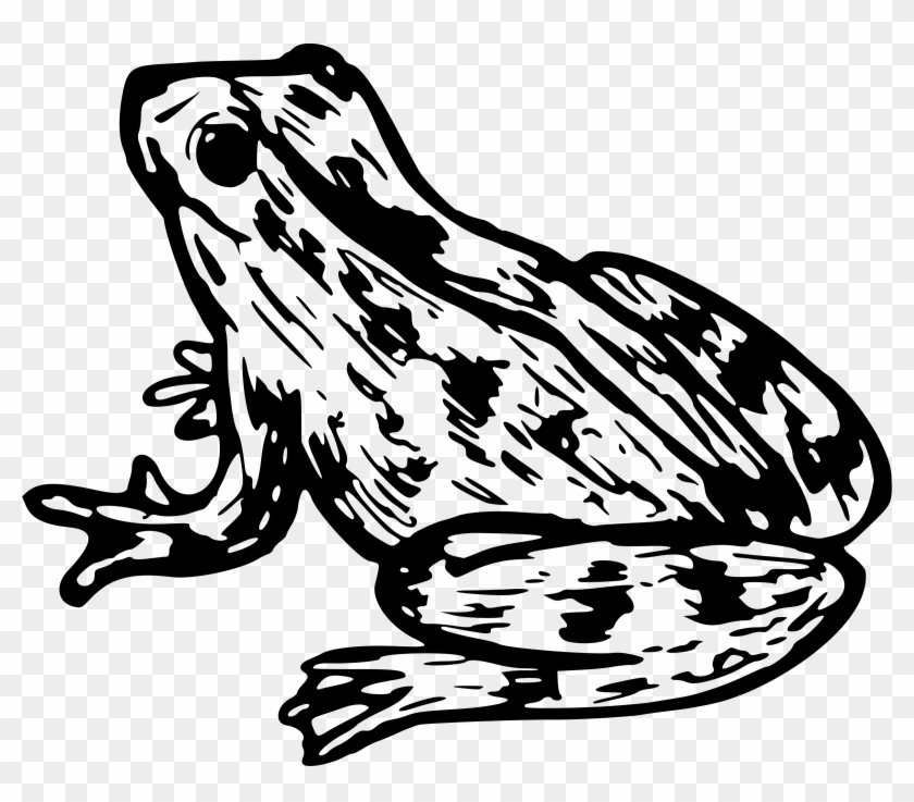 Clipart Frog Big Image Png - Zabka Omalovanky Transparent Png