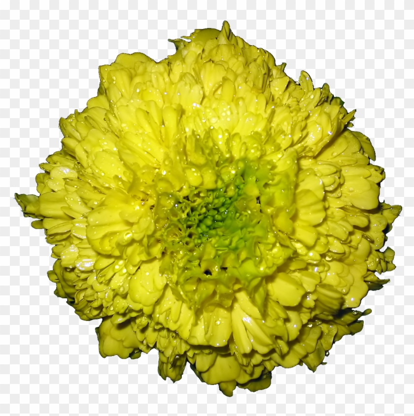 File - Tagetes - Barberton Daisy Clipart #1107694