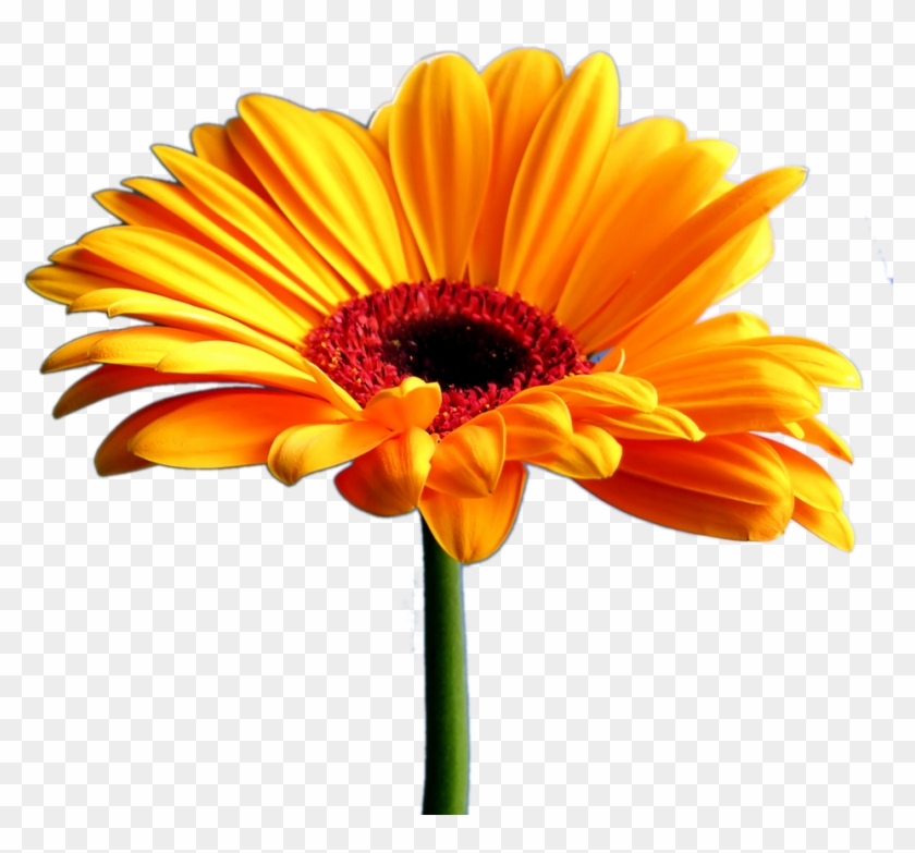 Marigold Clipart Flower Tumblr Pencil And In Color - Transparent Gerber Daisies Png #1107728