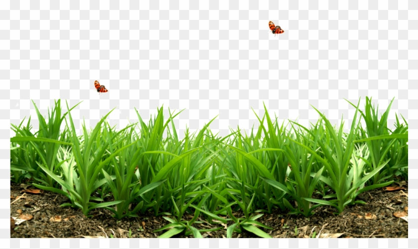 Photo 0 785e0 5f3e5edf Xxxl Zps8c37d4e9 - Green Wild Grass Png Clipart