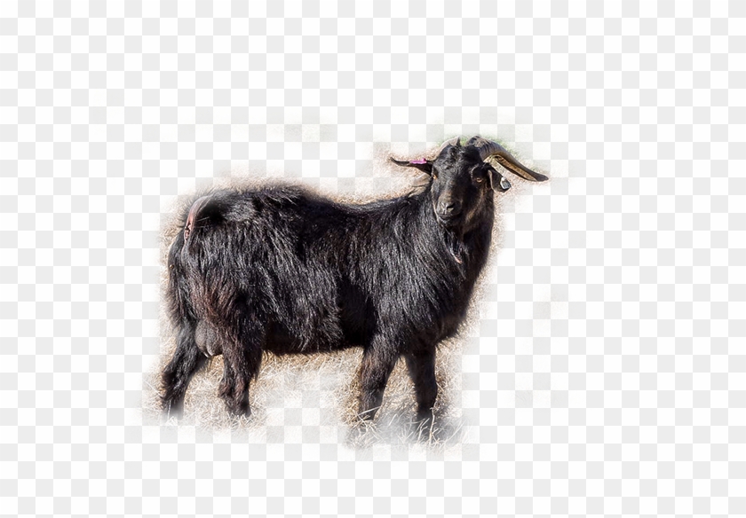 /images/goat-bkg - Goat Clipart #1108743