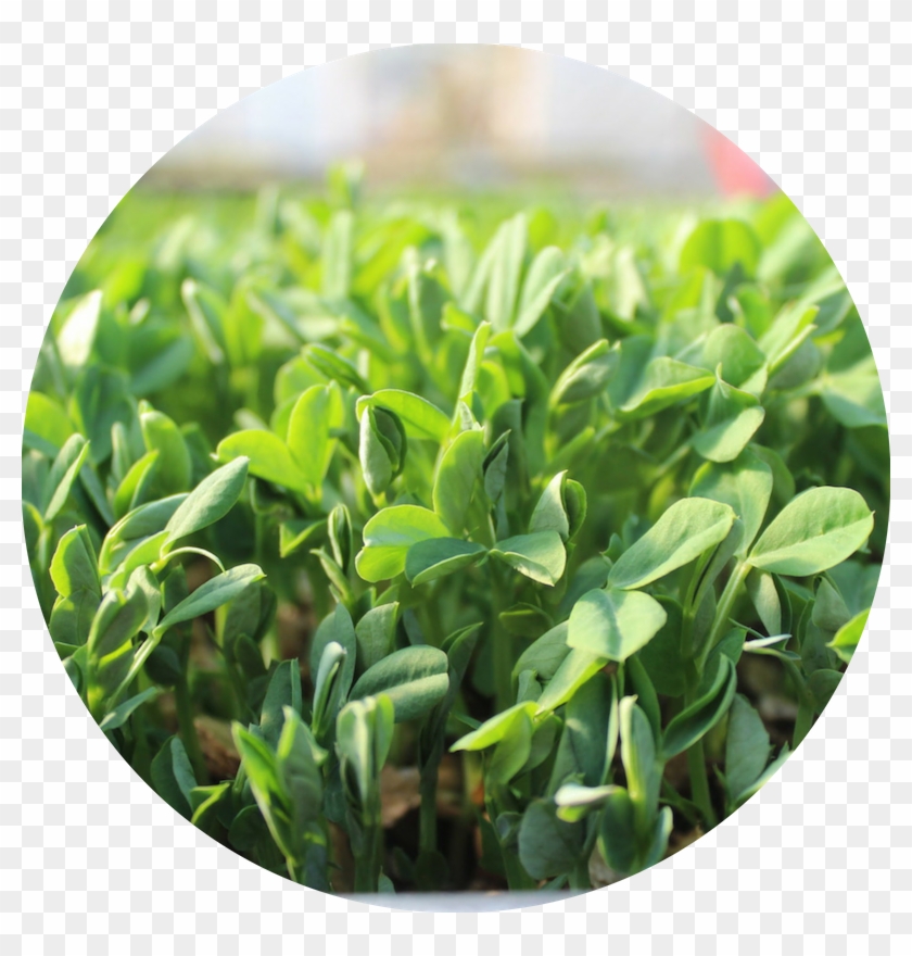 4 - Plantation Clipart