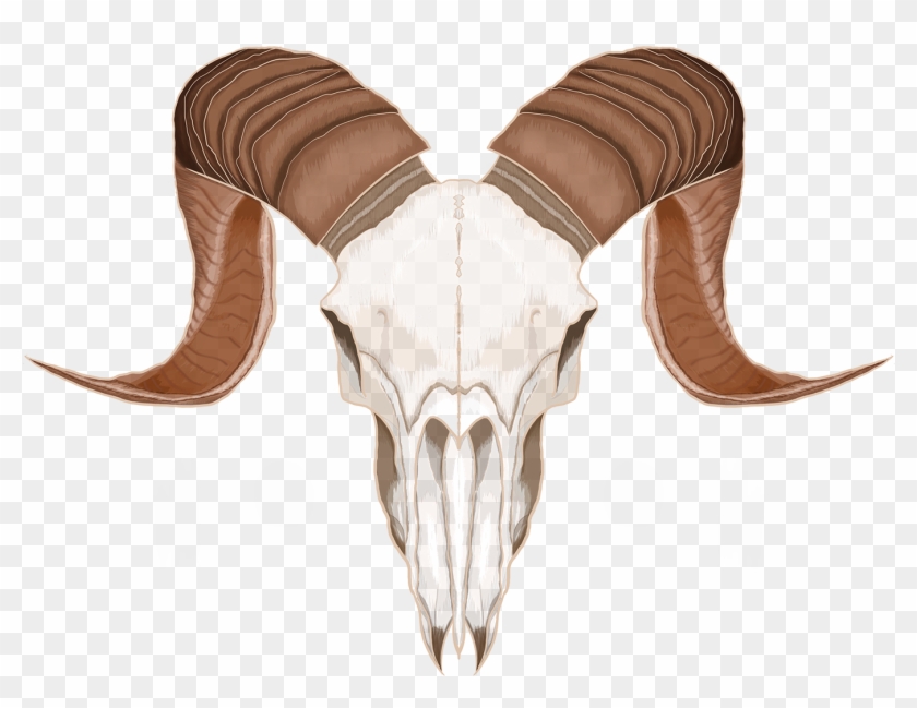 Goat Skull Transparent - Skull Clipart #1109077