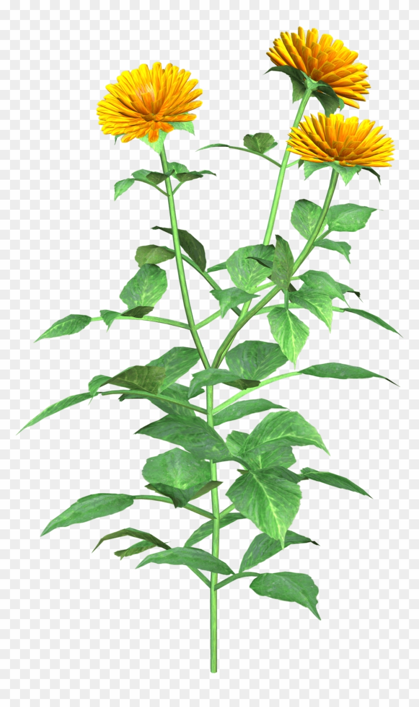 Graphics , Png Download - English Marigold Clipart