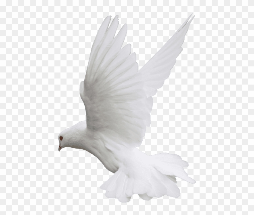 Free Png Download White Dove Flight Png Images Background - White Dove .png Clipart