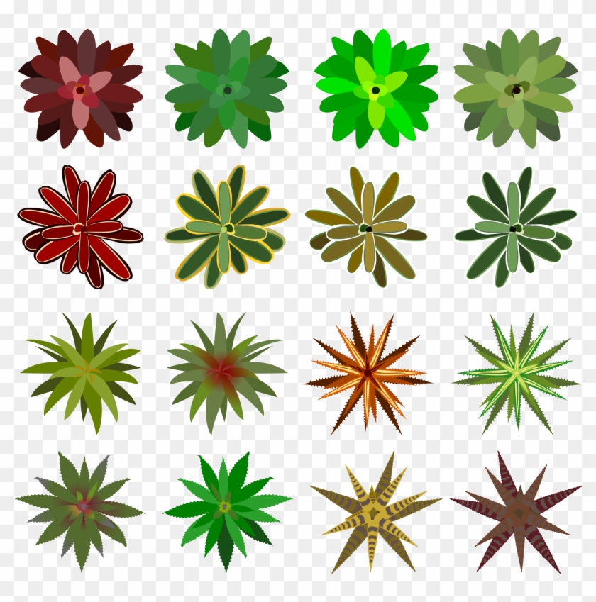 Big Image - Bromelia Top View Clipart #1109307