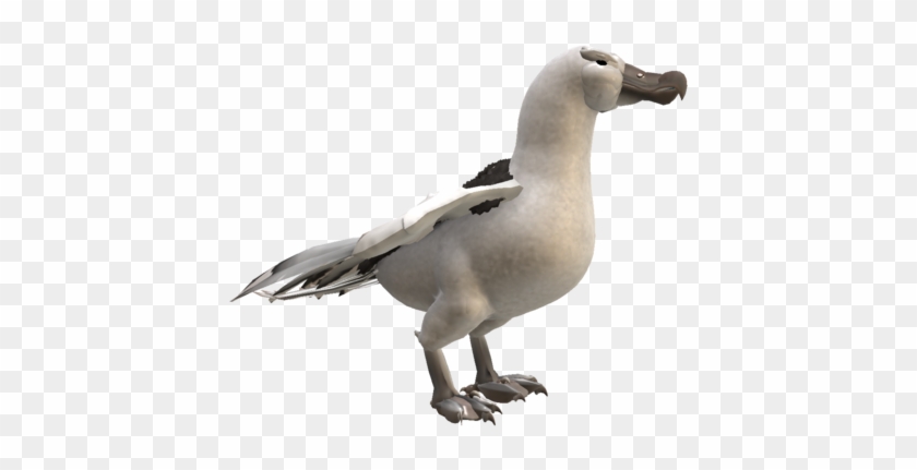 Albatross Png Hd - Albatross Png Clipart