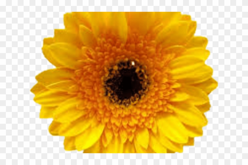 Marigold Clipart Marigold Garland - English Marigold - Png Download