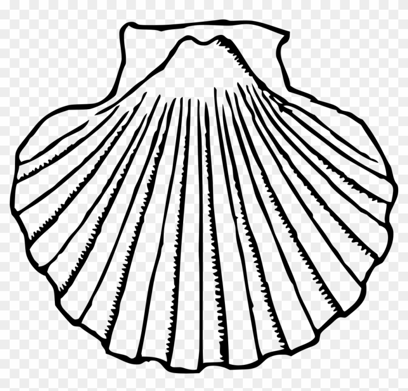 Shells Clipart - Clipart Library - Clip Art Black And White Shell - Png Download #1109363
