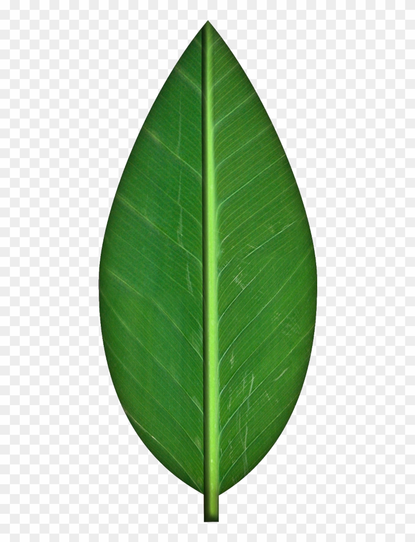 Leaves Transparent Background Clipart - Leaf Texture - Png Download