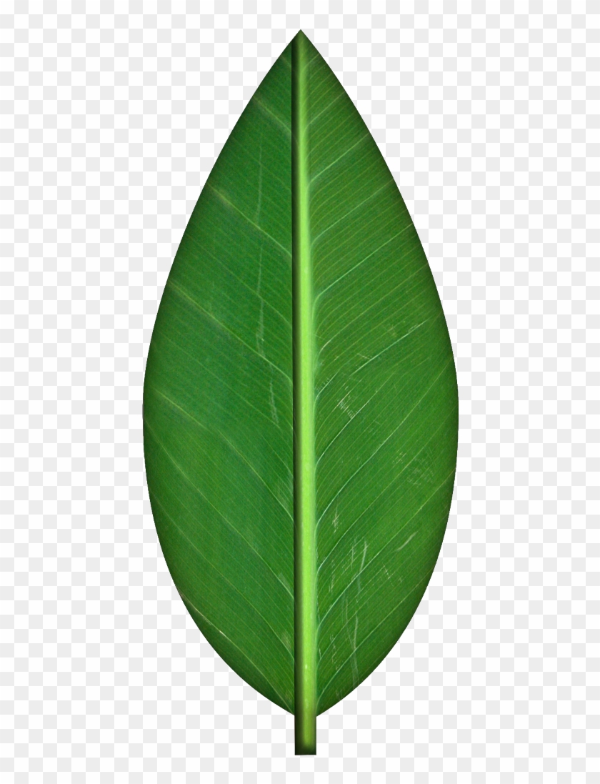 Leaves Transparent Background Clipart - Leaf Texture - Png Download #1109811