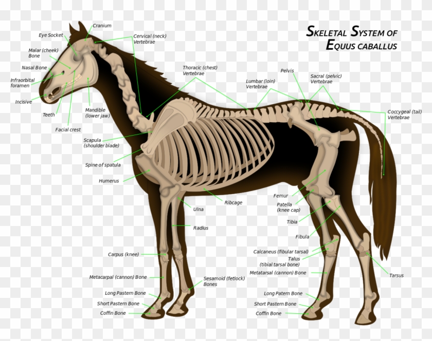 File - Horse Anatomy - Svg - Skeletal System Of A Horse Clipart #1111876