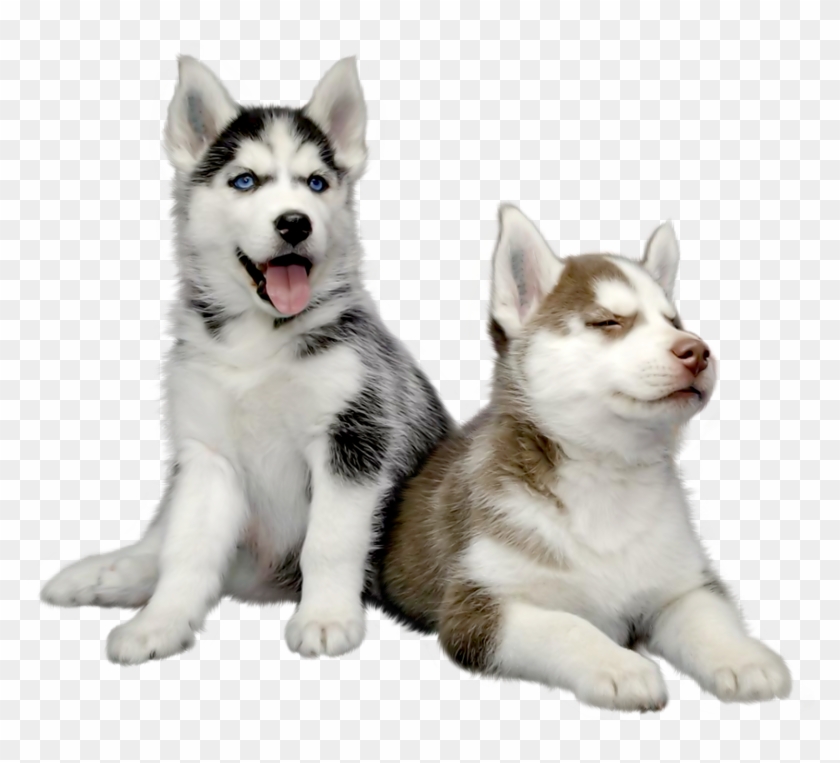 Husky Png Hd Photo - Husky Png Clipart #1112876