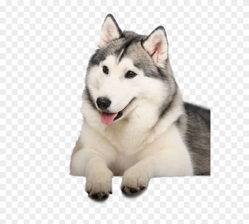 Husky Png Clipart Background - Best Husky Transparent Png #1112880