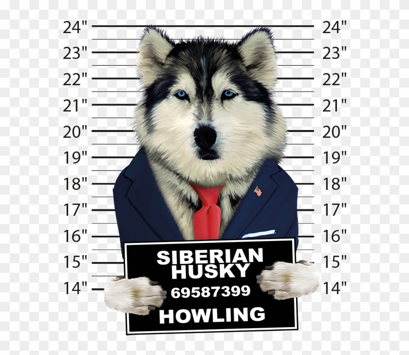 Siberian Husky Mugshot - Husky Mug Shot Clipart