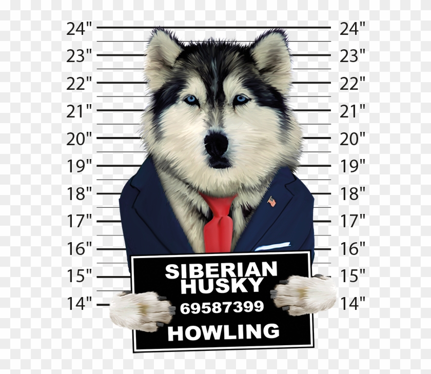 Siberian Husky Mugshot - Husky Mug Shot Clipart #1113012