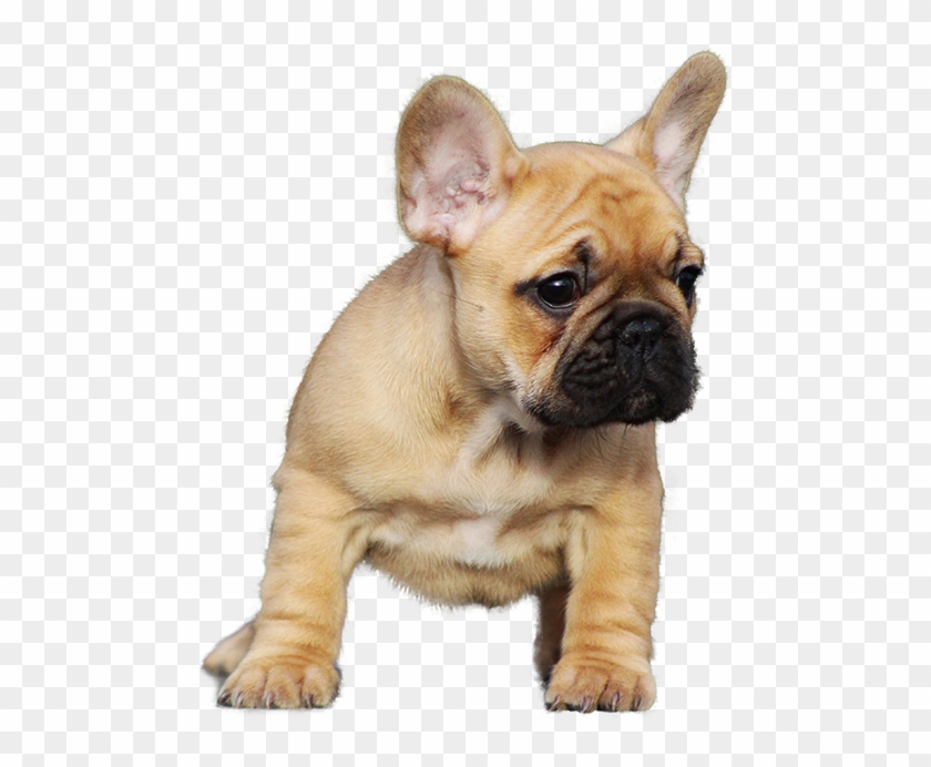 Bulldog Png Transparent Images - French Bull Dog Puppy Png Clipart #1114036